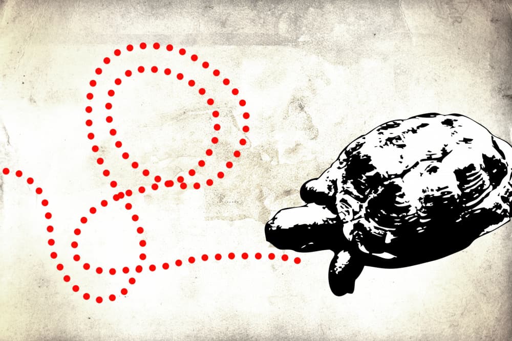Turtle's Dotted Journey by Rafal Kulik — canvas wall art