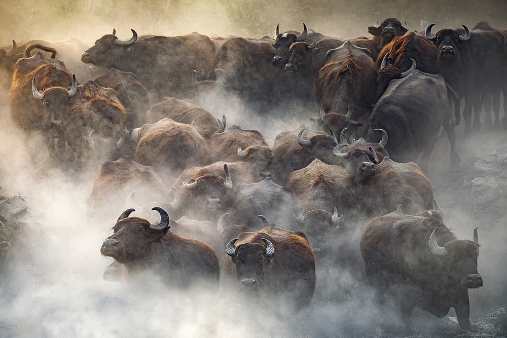 Dusty Buffalo Herd by Hüseyin Taşkın — canvas wall art