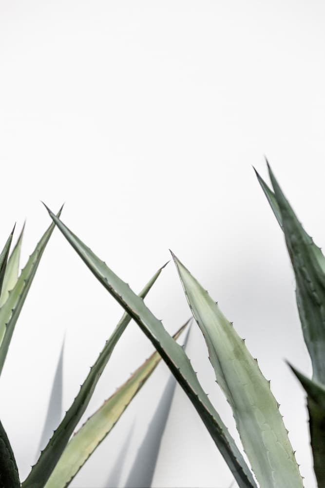 Cactus 7 by Mareike Böhmer — canvas wall art