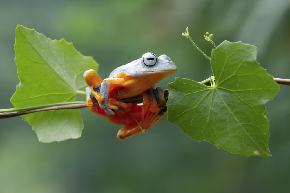 Vibrant Tree Frog by Kurit Afsheen — canvas wall art