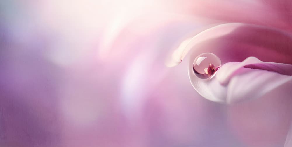 Pink Petal Dew Drop by Treechild — canvas wall art