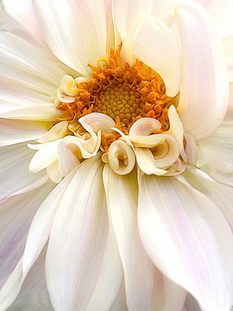 Delicate White Dahlia by Barbara Fletcher — canvas wall art