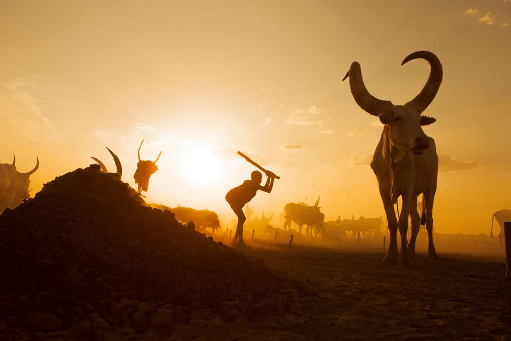 African Herder Golden Sunset by Hesham Alhumaid — canvas wall art