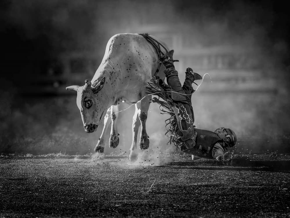 Rodeo Cowboy Fall by Frank Ma — canvas wall art