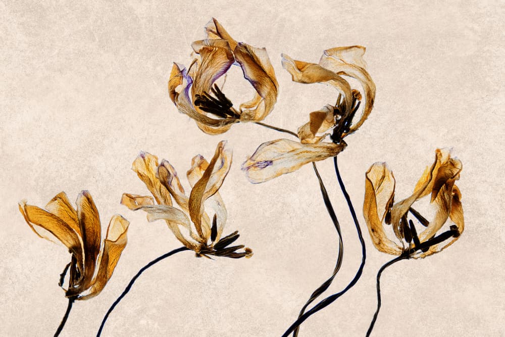Faded Golden Tulips by Cheryl Eagers — canvas wall art