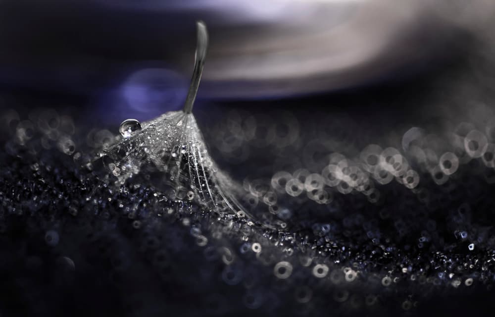 Glistening Dandelion Seed by Ivelina Blagoeva — canvas wall art
