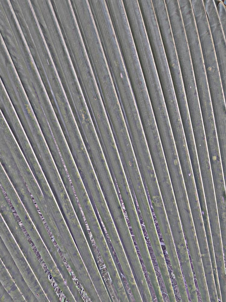 Pleated Palm Lines by Santhosh ch — canvas wall art