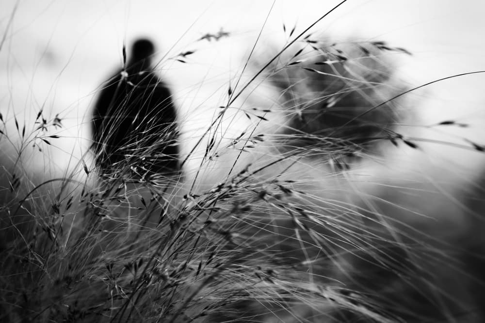 Mysterious Silhouette In Grass by Ali Ayer — canvas wall art
