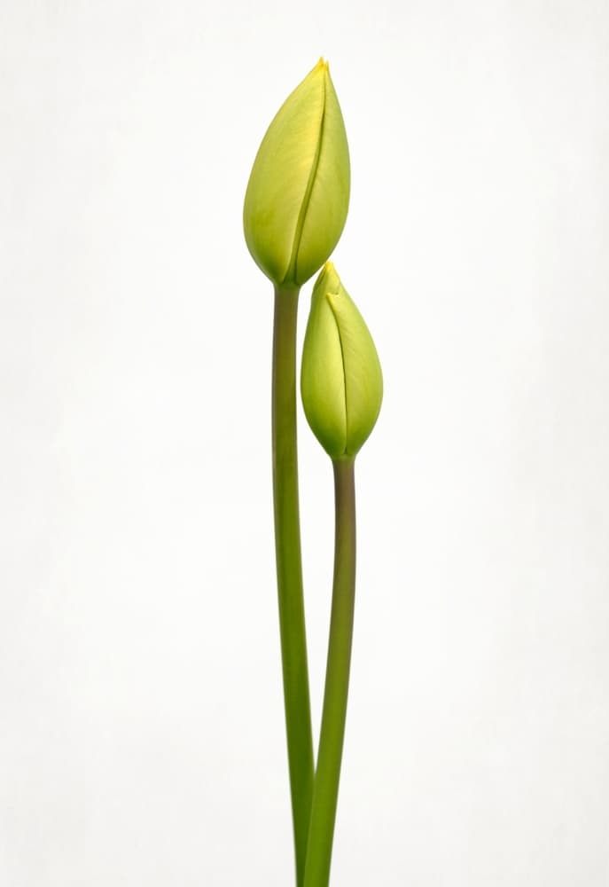 Green Tulip Buds by Lotte Grønkjær — canvas wall art