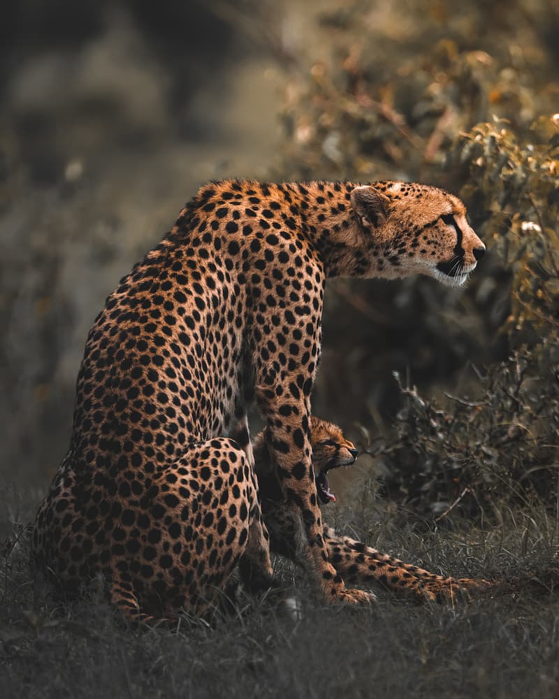 Cheetah Mother and Cub by Ahmed Sobhi — canvas wall art