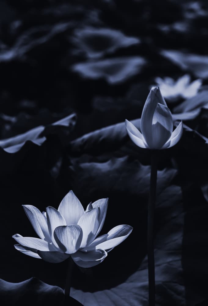 Blue Lotus Serenity by Sunao Isotani — canvas wall art