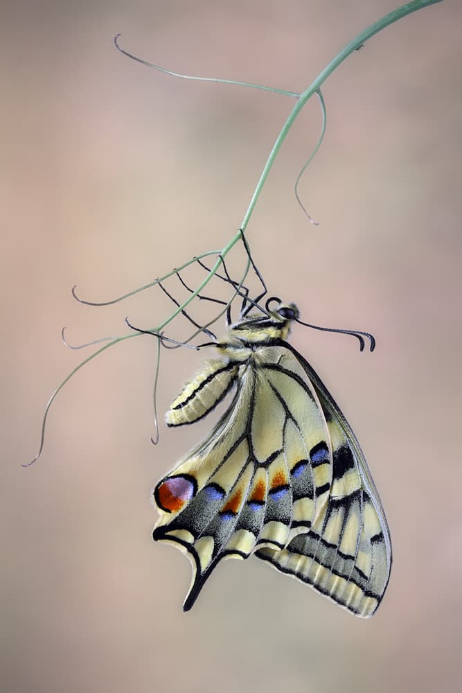 Swallowtail on Stem by Jimmy Hoffman — canvas wall art