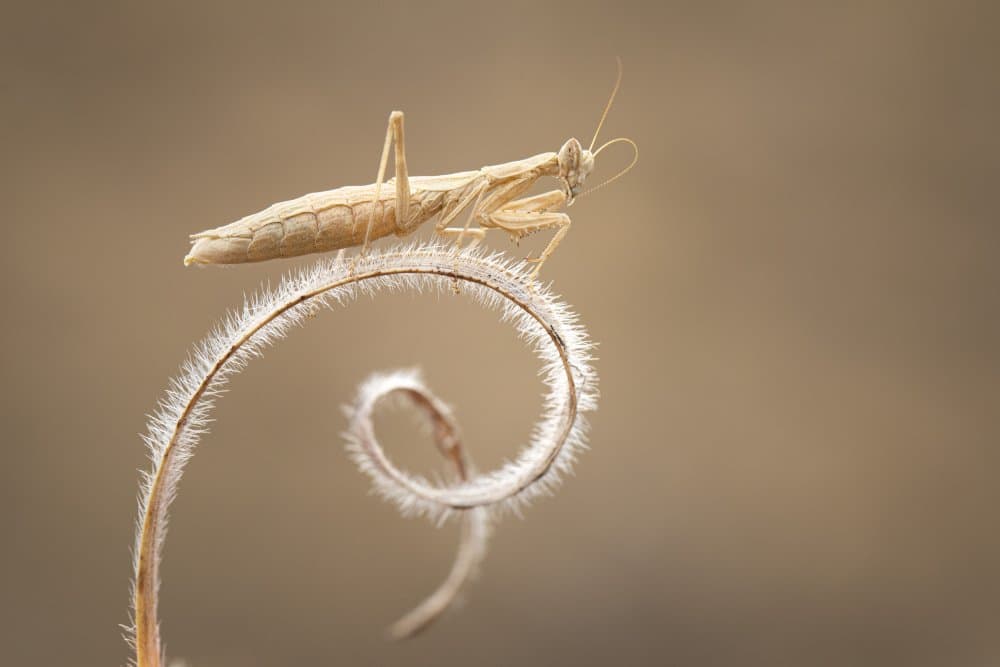 Mantis on Fuzzy Stem by Nazim Tetik — canvas wall art