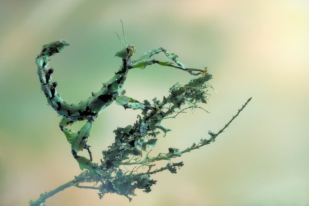Camouflaged Stick Insect by Jimmy Hoffman — canvas wall art
