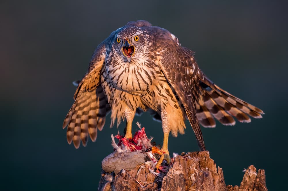 Fierce Hawk With Prey by Gorazd Golob — canvas wall art