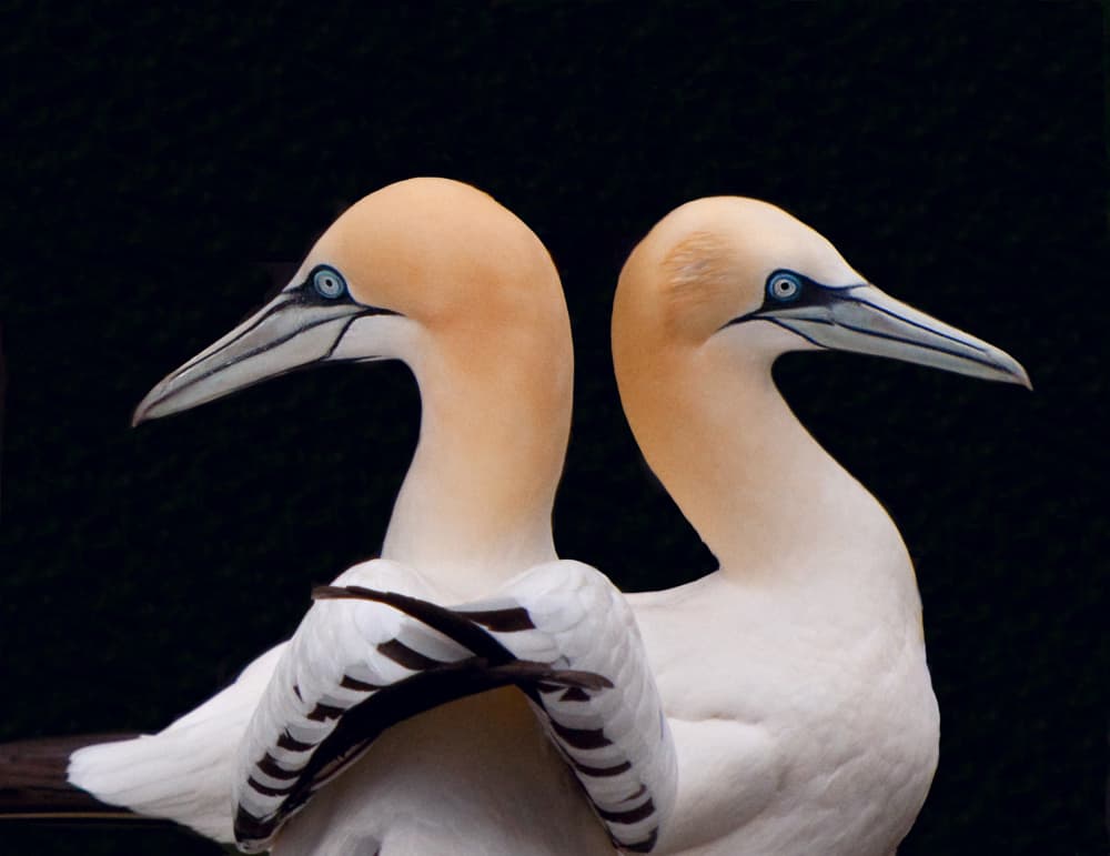 Gannets Back to Back by Erik Engström — canvas wall art