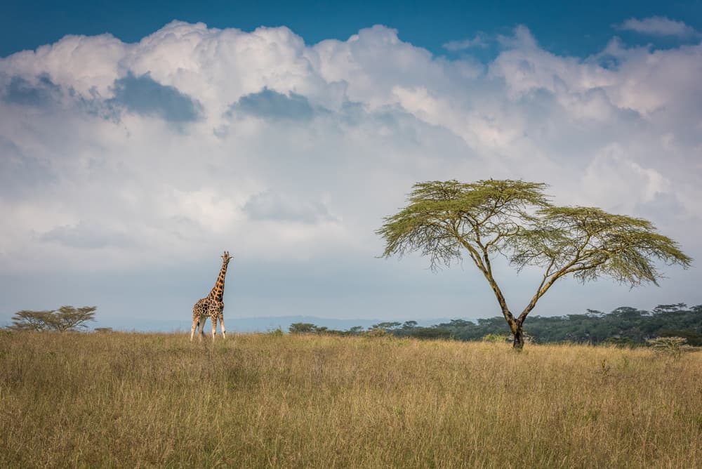 Majestic Giraffe in Savanna by Jeffrey C. Sink — canvas wall art
