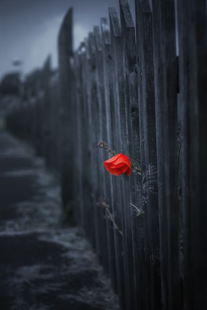 Solitary Red Poppy by Leicher Oliver — canvas wall art