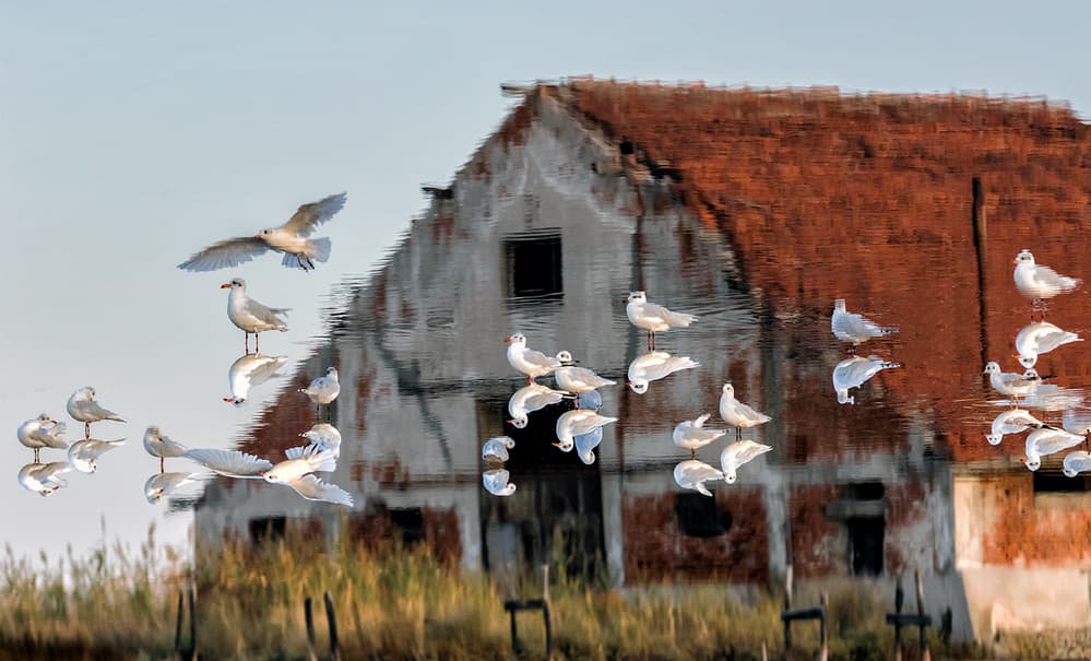 Reflected Birds Old House by Zhecho Planinski — canvas wall art