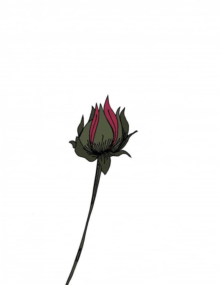 Pink Flower Bud by Nicholas — canvas wall art