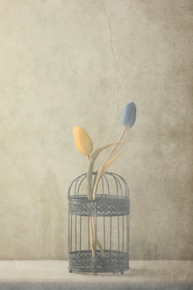 Vintage Caged Tulips by Delphine Devos — canvas wall art