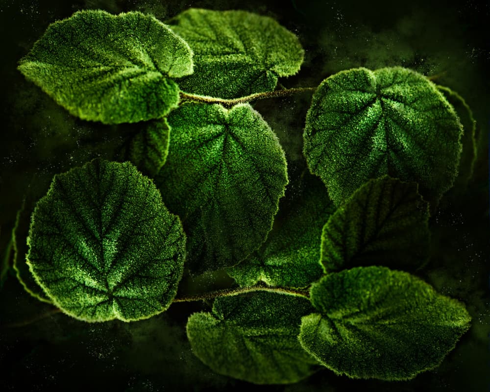Lush Green Leaves by Kristina Zvinakeviciute — canvas wall art