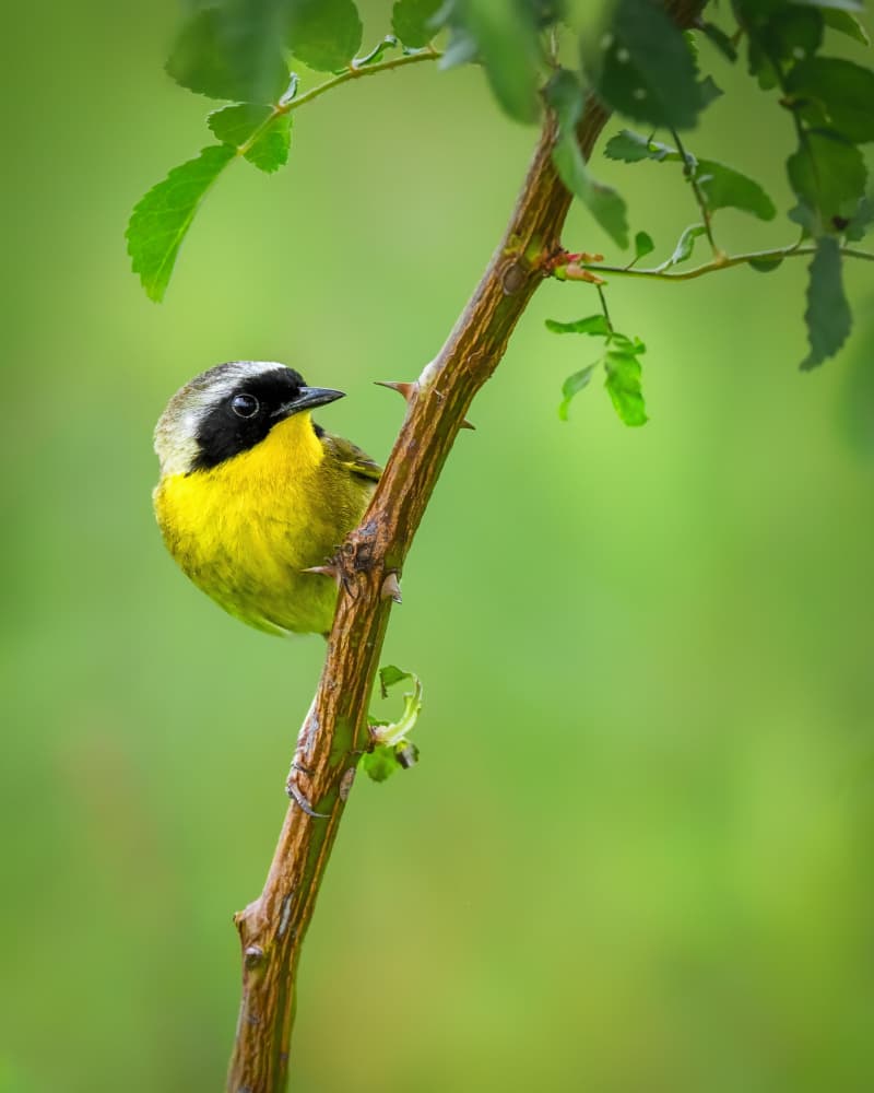 Common Yellowthroat by Xiao Cai — canvas wall art