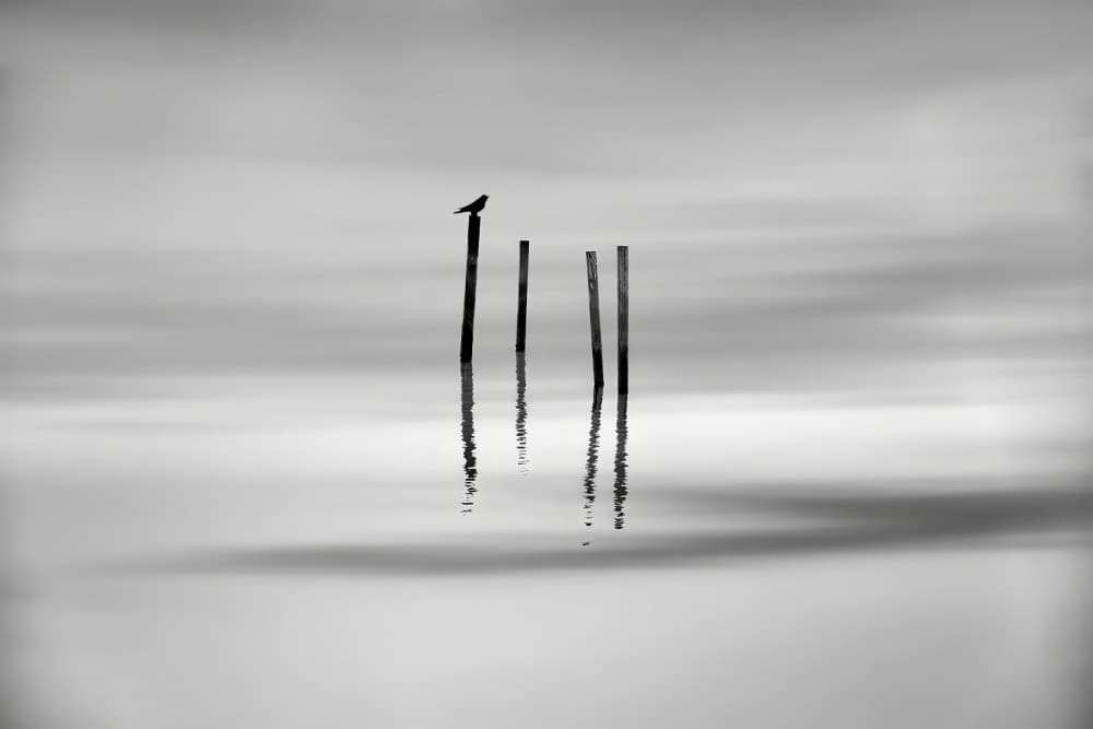 Solitary Bird Reflection by MingLun Tsai (蔡明倫) — canvas wall art