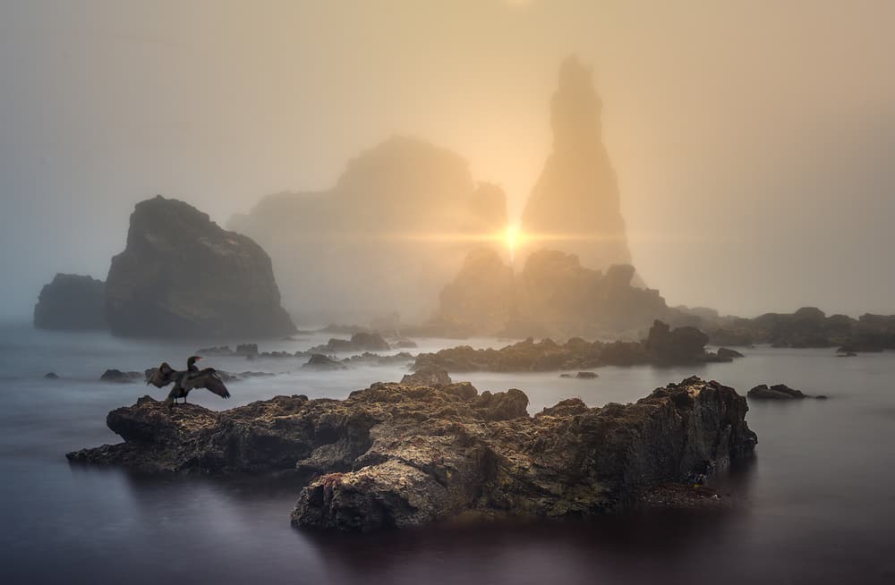 Misty Coastal Bird by Juan I. Cuadrado — canvas wall art