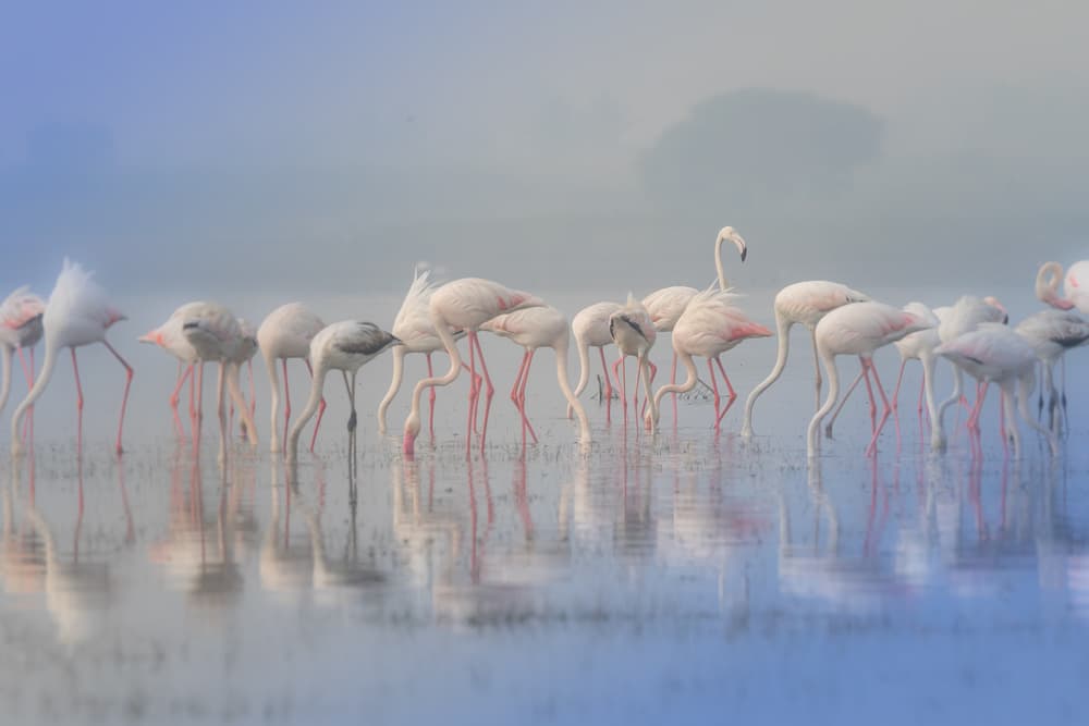 Flamingos in Misty Water by Rahul Wedpathak — canvas wall art