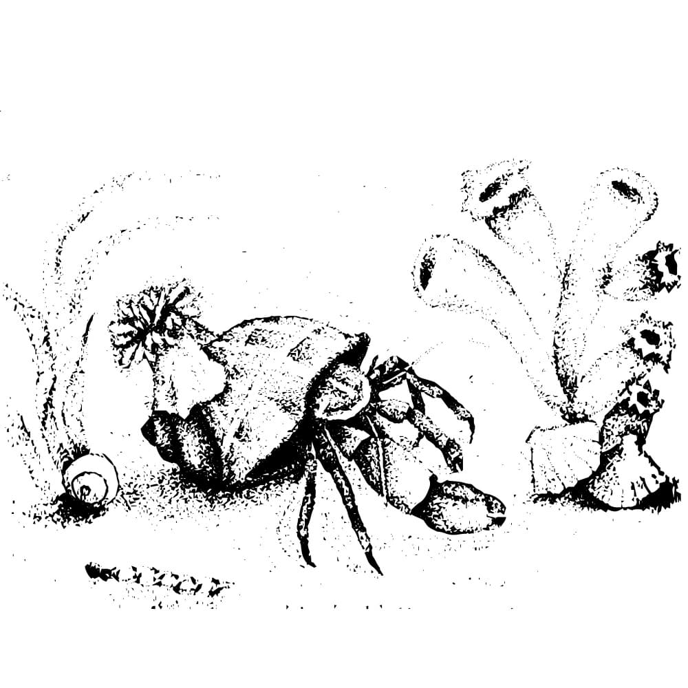 Hermit Crab Anemone
