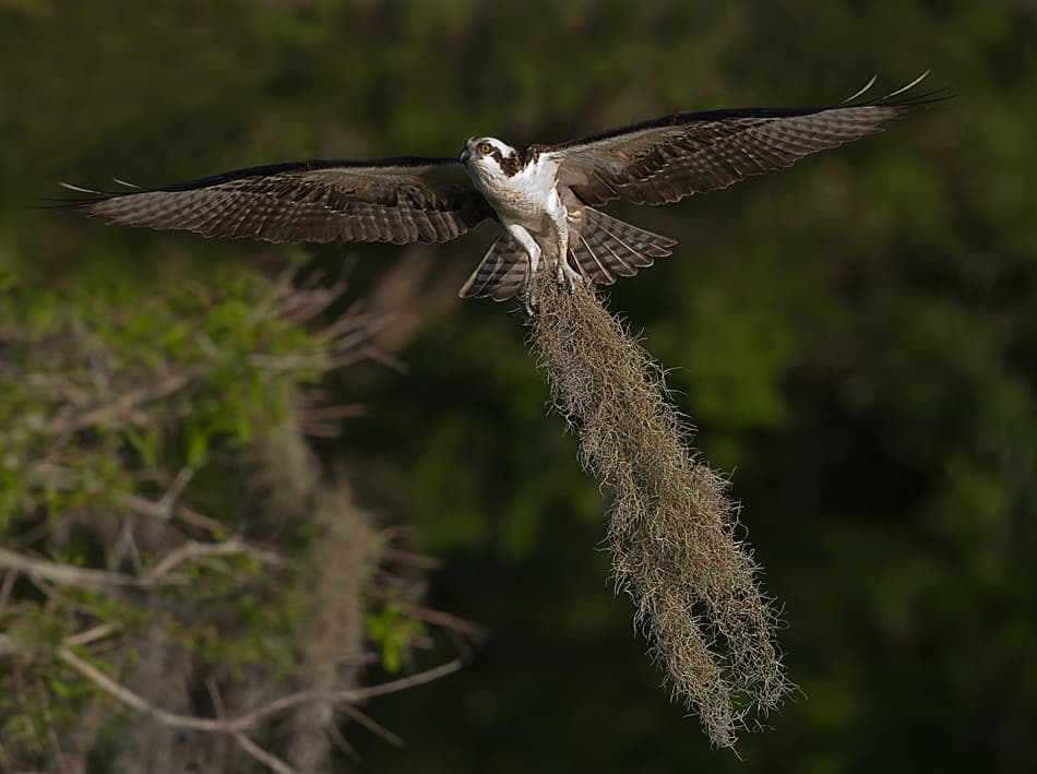Osprey Carrying Moss by Fabiola Forns — canvas wall art