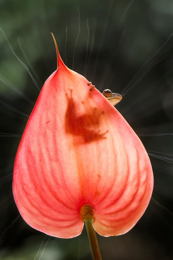 Frog Peeking Pink Flower by Abdul Gapur Dayak — canvas wall art