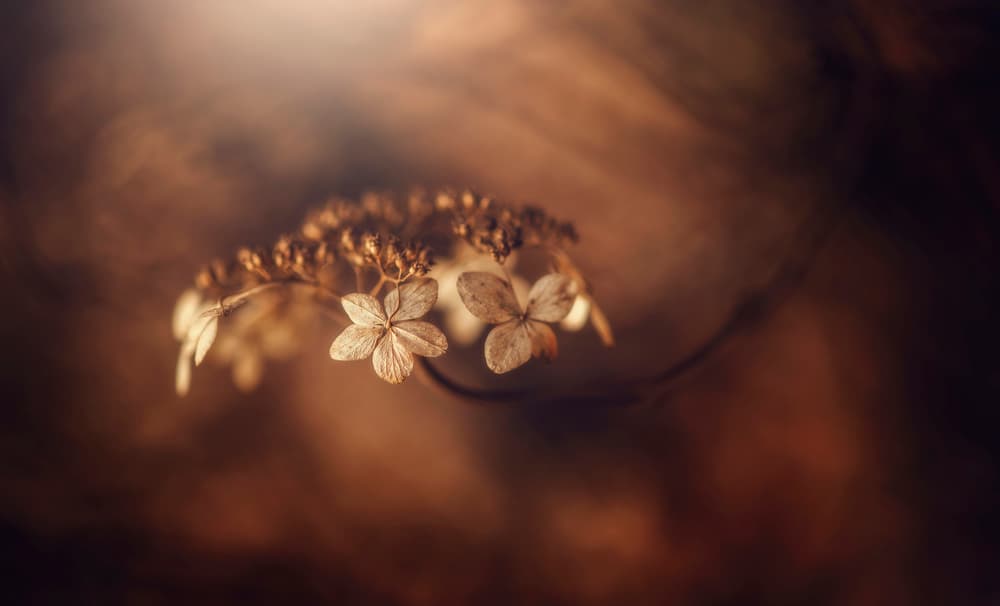 Warm Dried Flowers by Takashi Suzuki — canvas wall art