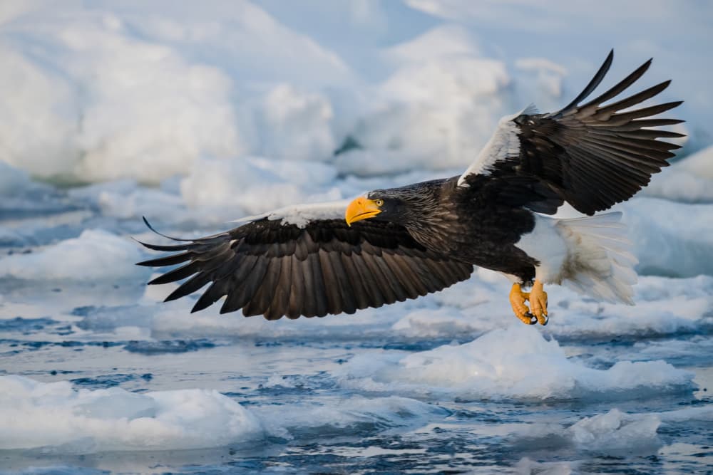 Steller's Eagle Winter Flight by Chao Feng 天馬 — canvas wall art