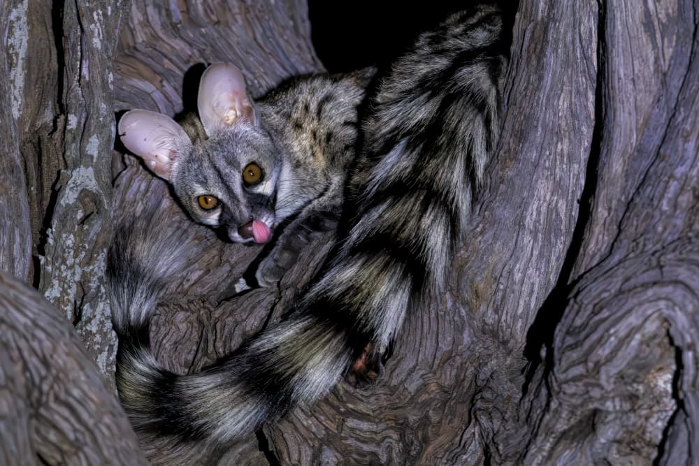 Curious Genet in Tree by Jun Zuo — canvas wall art