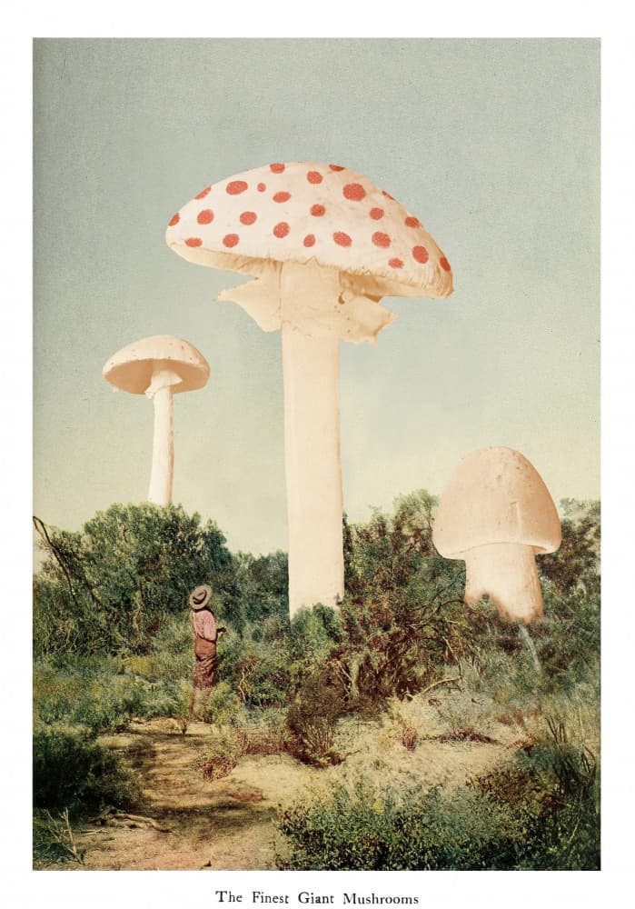 Giant Mushroom Forest by Florent Bodart — canvas wall art