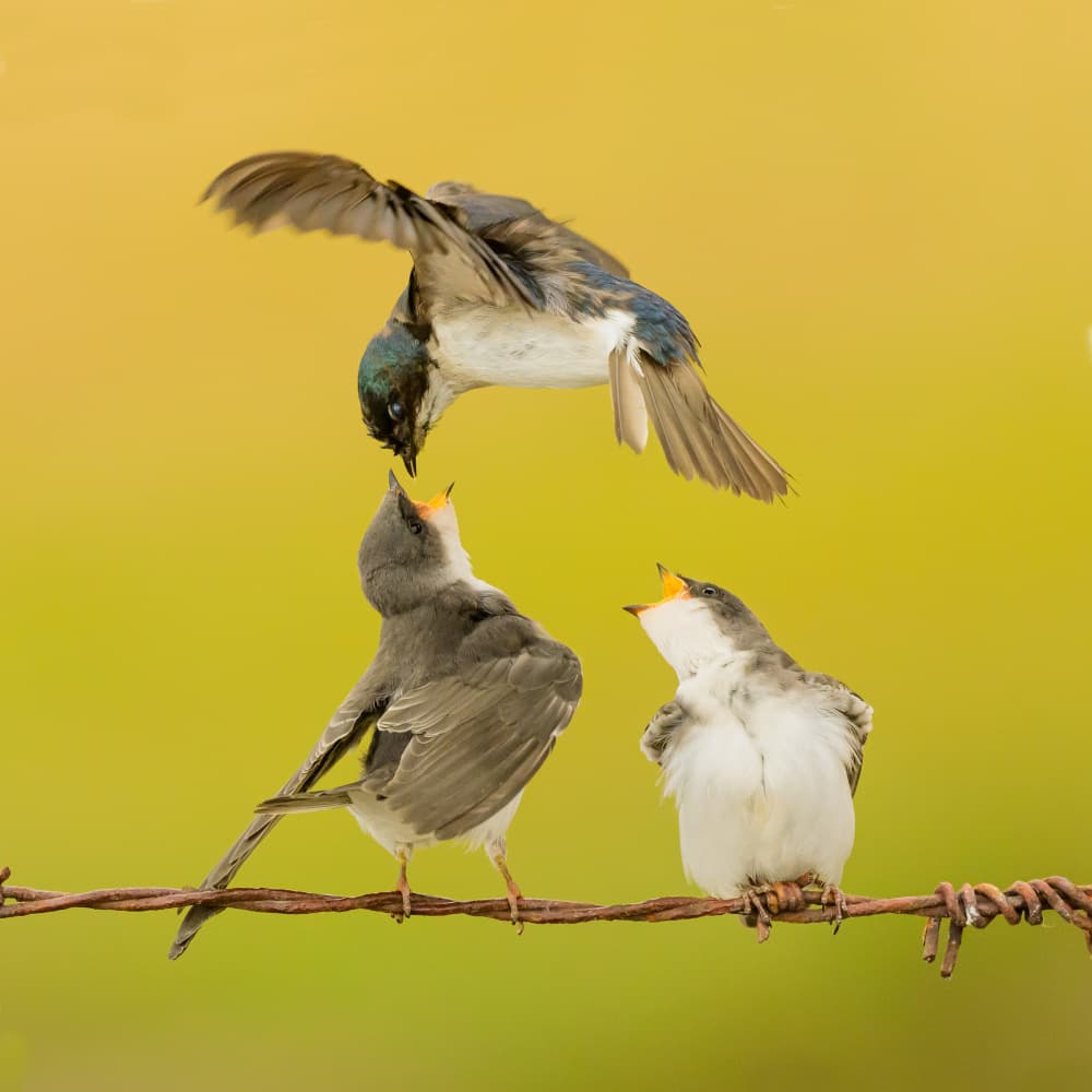Parent Feeds Fledglings by Moses Wang — canvas wall art