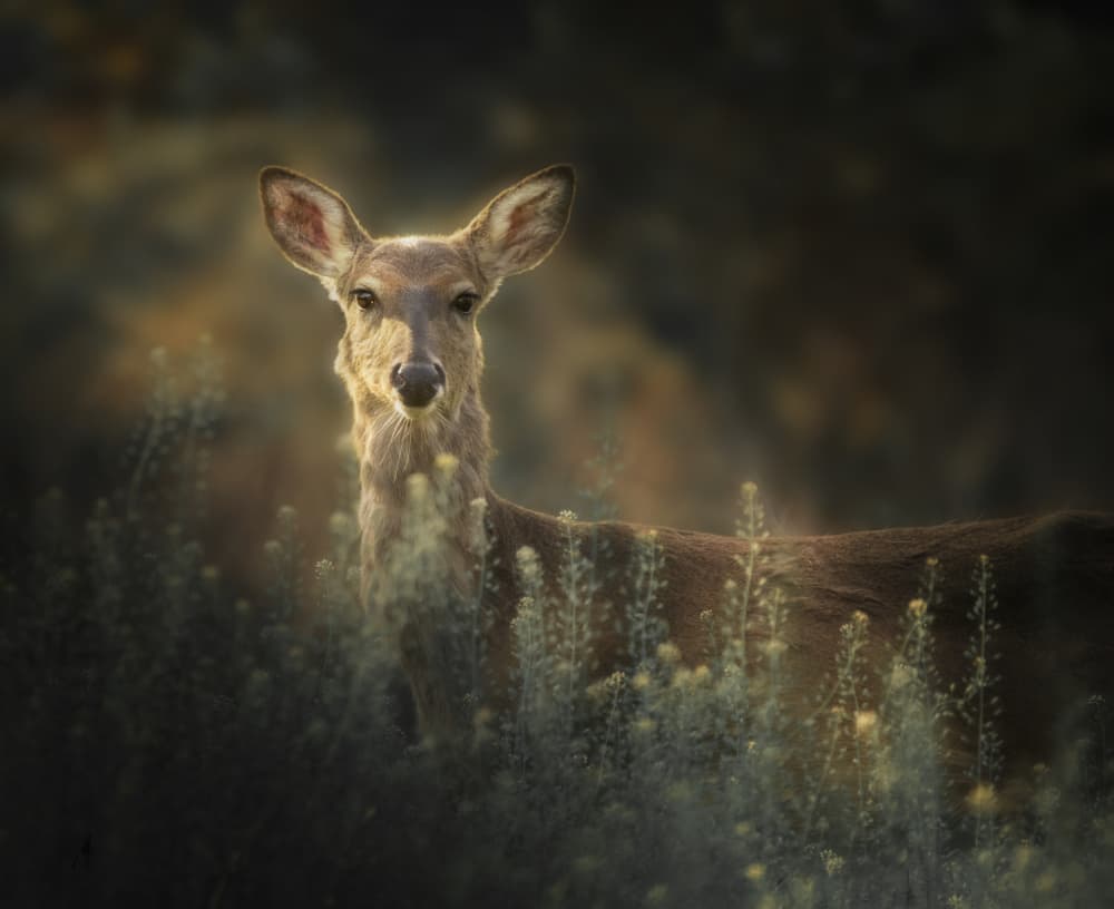 Watchful Forest Fawn by Shi &amp Wei — canvas wall art