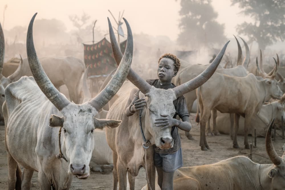 Gentle Boy And Cow by Trevor Cole — canvas wall art