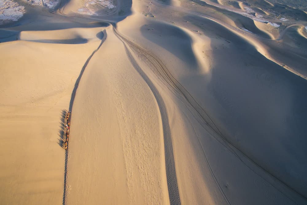 Camel Caravan Desert Dunes by Bingo Z — canvas wall art