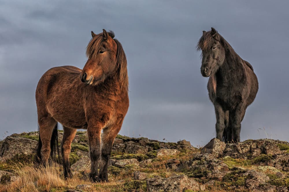 Wild Icelandic Horses by Bragi Ingibergsson - BRIN — canvas wall art