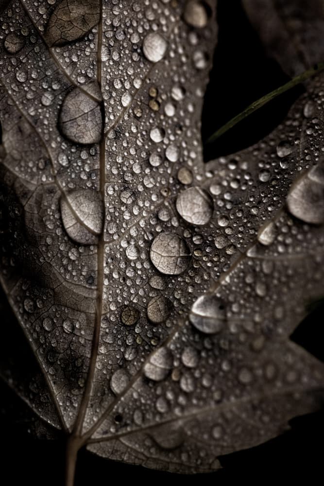 Rainy Fall by Mareike Böhmer — canvas wall art