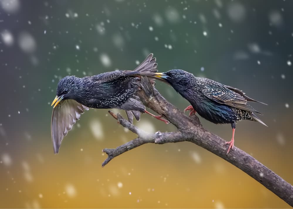 Starlings Preening Gently by Rob Li — canvas wall art
