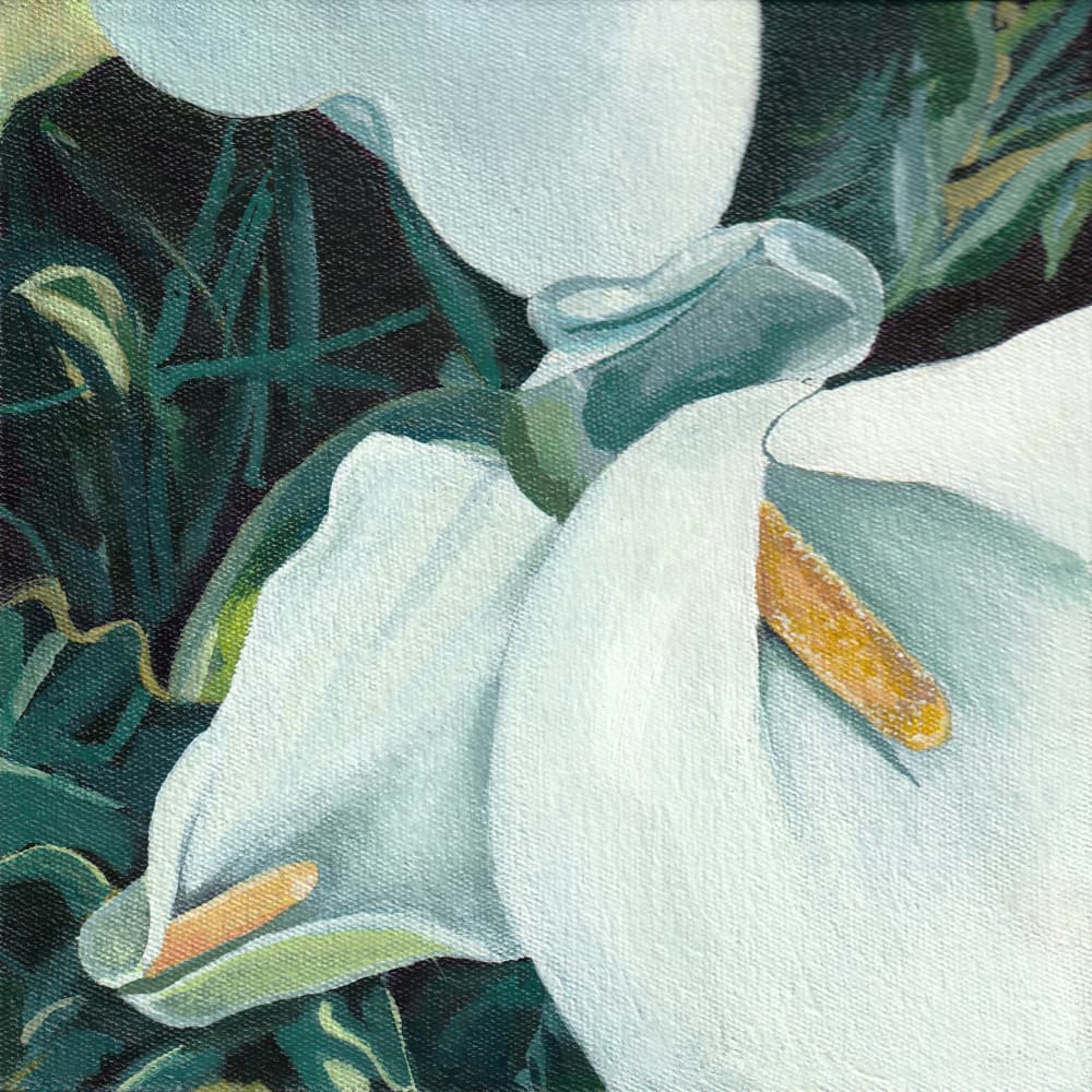 Elegant Calla Lilies by Viccy Wanliss — canvas wall art