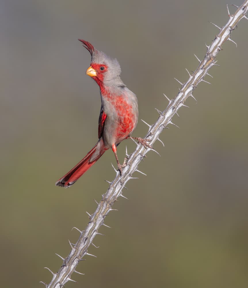 Crested Desert Cardinal by Greg Barsh — canvas wall art