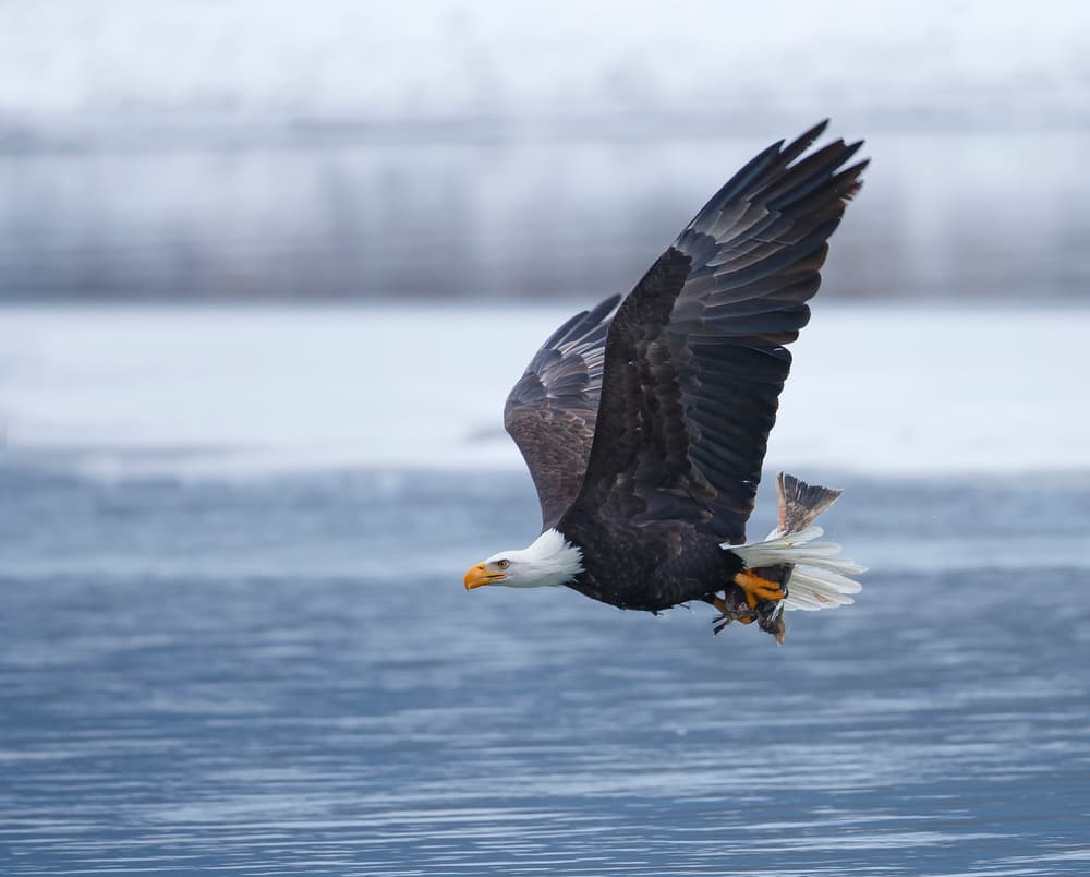 Bald Eagle Fishing Flight by Shlomo Waldmann — canvas wall art
