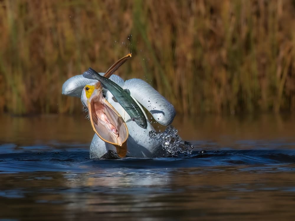 White Pelican Fishing by Taksing (吉星高照) — canvas wall art