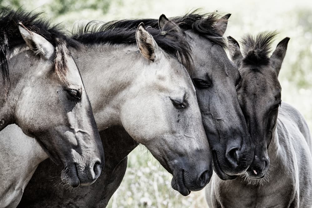 Peaceful Horse Family by Jaap van den Helm — canvas wall art