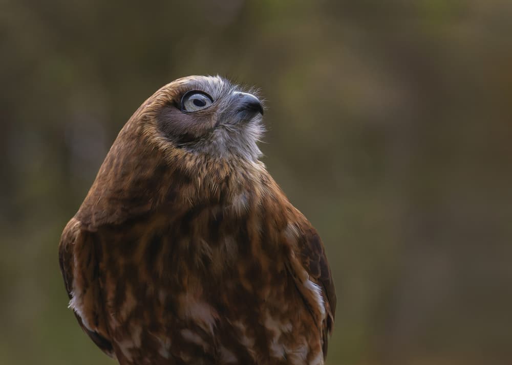 Curious Brown Owl by Susan Moss — canvas wall art